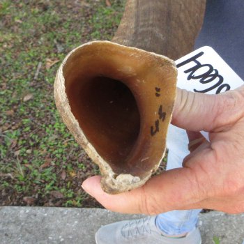 47"  Kudu Horn 