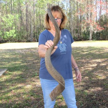 47"  Kudu Horn 