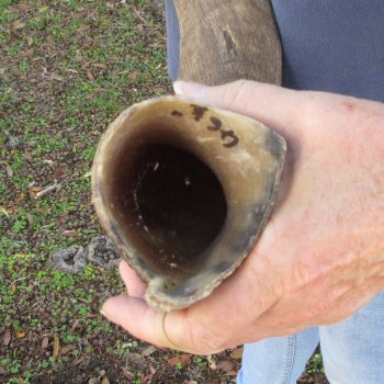 47"  Kudu Horn 