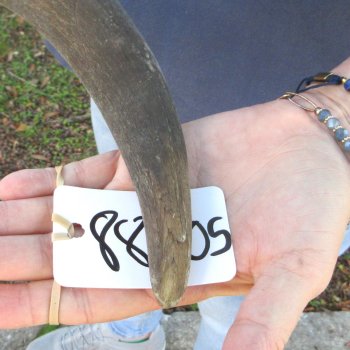 47"  Kudu Horn 
