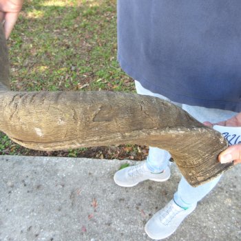 47"  Kudu Horn 