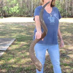 48" Kudu Horn