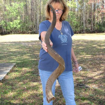 48"  Kudu Horn 