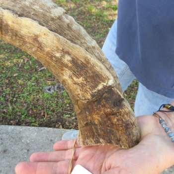 48"  Kudu Horn 