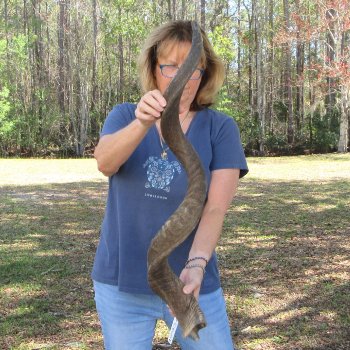 47"  Kudu Horn 