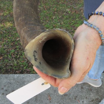 47"  Kudu Horn 