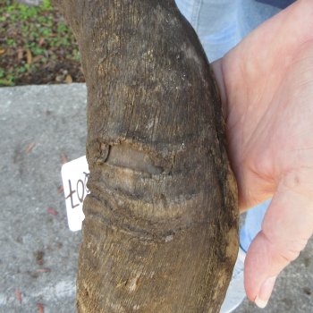 47"  Kudu Horn 