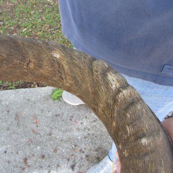 47"  Kudu Horn 