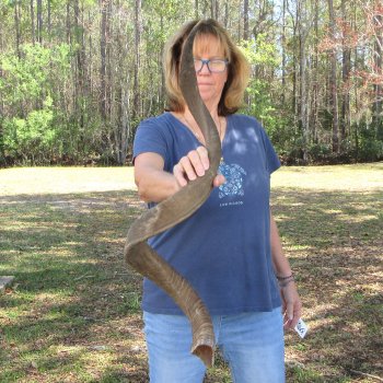 48"  Kudu Horn 