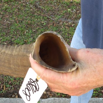 48"  Kudu Horn 