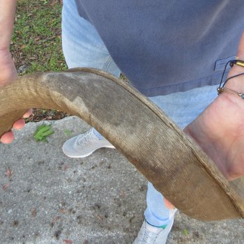 48"  Kudu Horn 