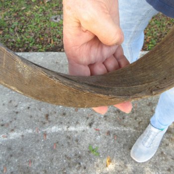 48"  Kudu Horn 