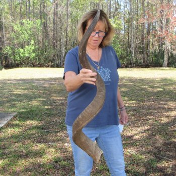 50"  Kudu Horn 