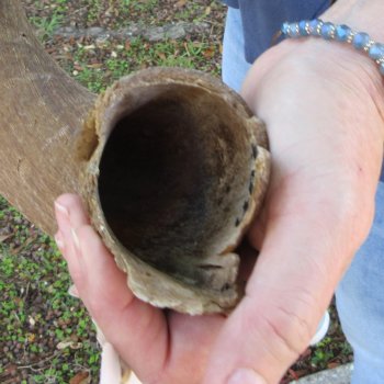 41" B-Grade Kudu Horn 