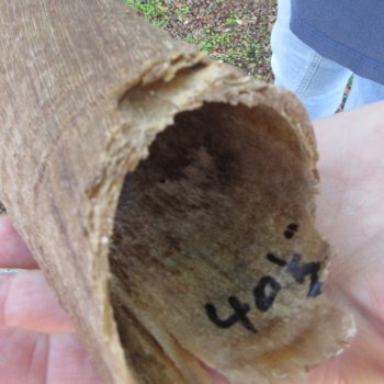 41" B-Grade Kudu Horn 