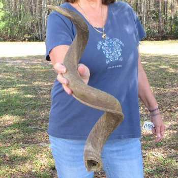 35" B-Grade Kudu Horn 