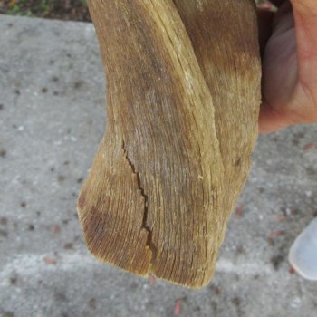 35" B-Grade Kudu Horn 