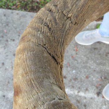 35" B-Grade Kudu Horn 