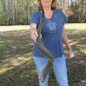 36" B-Grade Kudu Horn 