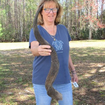 37" B-Grade Kudu Horn 