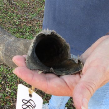 37" B-Grade Kudu Horn 