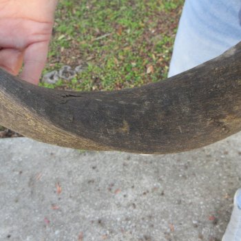 37" B-Grade Kudu Horn 