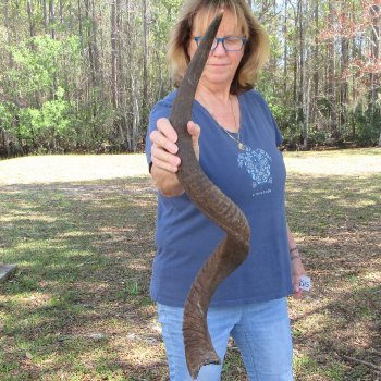 41" B-Grade Kudu Horn 