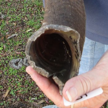 41" B-Grade Kudu Horn 