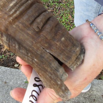 41" B-Grade Kudu Horn 