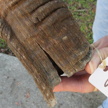 41" B-Grade Kudu Horn 