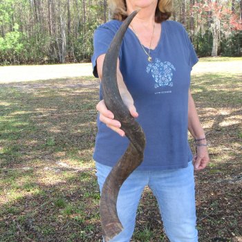 35" B-Grade Kudu Horn 