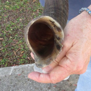 35" B-Grade Kudu Horn 