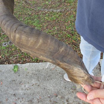 35" B-Grade Kudu Horn 