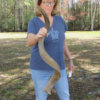 42" B-Grade Kudu Horn 