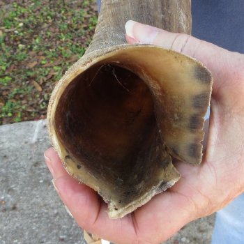 42" B-Grade Kudu Horn 