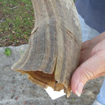 42" B-Grade Kudu Horn 