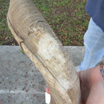 42" B-Grade Kudu Horn 