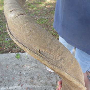 42" B-Grade Kudu Horn 