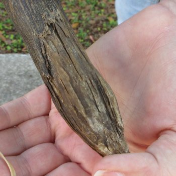 42" B-Grade Kudu Horn 