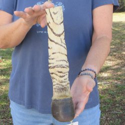 11" Zebra Foot...