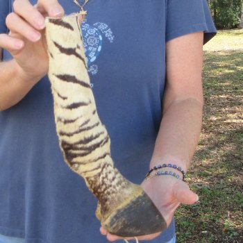 11" Zebra Foot Mount 