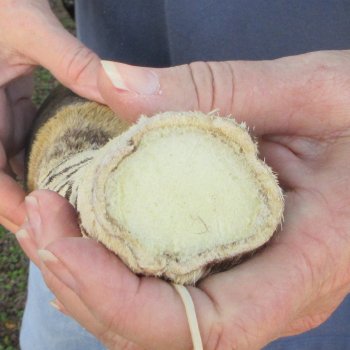 11" Zebra Foot Mount 