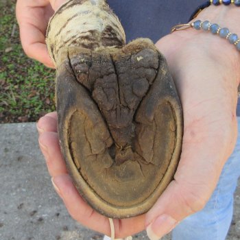 11" Zebra Foot Mount 