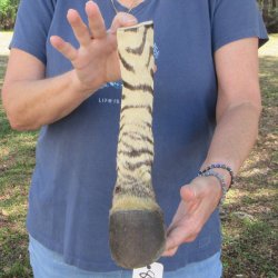 11" Zebra Foot...