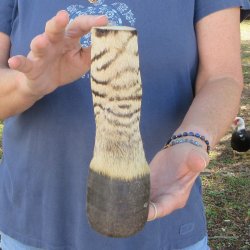 7" Zebra Foot ...