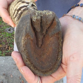 12" Zebra Foot Mount 