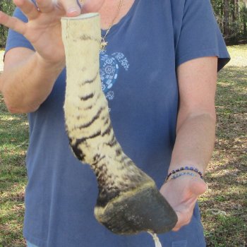 11" Zebra Foot Mount 