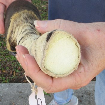 11" Zebra Foot Mount 