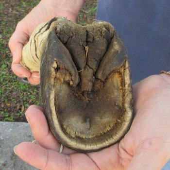 11" Zebra Foot Mount 