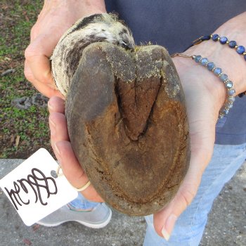 10" Zebra Foot Mount 